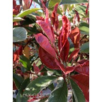 Fotínia ´Pink Marble´ na špirálovom kmeni – Umelecký solitér