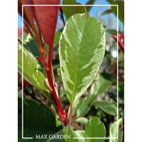 Fotínia ´Pink Marble´ na špirálovom kmeni – Umelecký solitér