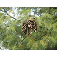 Borovica himalájska (Pinus wallichiana) – Elegantná borovica