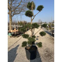Borovica japonská ´Sayonara´ BONSAI – Exkluzívne Niwaki