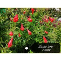 Granátovník púnsky ´Nana´ – Trpasličí granátovník do kvetináča