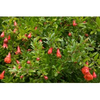 Granátovník púnsky ´Nana´ – Trpasličí granátovník do kvetináča