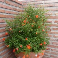 Granátovník púnsky ´Nana´ – Trpasličí granátovník do kvetináča