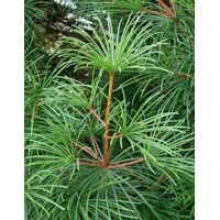 Dáždnikovec praslenovitý – Unikátny japonský ihličnan