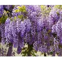 Vistéria ´Murasaki Kapitan´ – Voňavá fialová popínavka