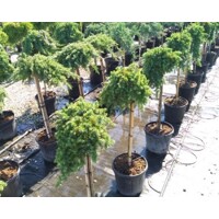 Borievka ´Blue Pacific´ na kmeni – Previsnutý stromček s modrým ihličím