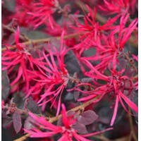 Loropetalum chinense ´Rubrum´ bonsai – Purpurový skvost s ružovými kvetmi