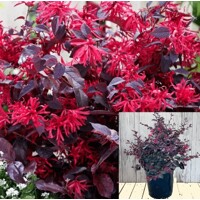 Loropetalum chinense ´Rubrum´ bonsai – Purpurový skvost s ružovými kvetmi