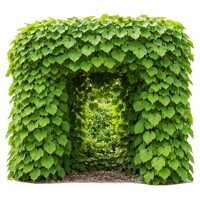 Aristolochia macrophylla, vlkovec veľkolistý, popínavé rastliny do tieňa, rýchlorastúce liany, vlkov