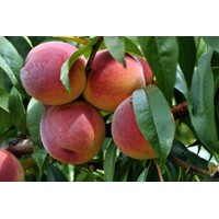 Broskyňa stredne skorá ´Redhaven´ – Najlepšia odroda pre vašu záhradu