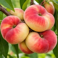 Broskyňa stredne skorá ´Sandwich Weiss´ – Sladká plochá broskyňa