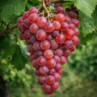 Vinič stolový ´St. Martin´ – Mrazuvzdorná biela odroda s harmonickou chuťou