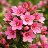 Vajgela kvetnatá ´Picobella Rosa´ – Trpasličí ker s ružovými kvetmi