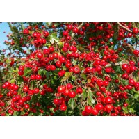 Hloh perovitý ´Big Mano Mao´ – Veľkoplodý liečivý hloh