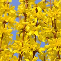 Forsythia Mikador, zlatovka prostredná, zlatý dážď kompaktný, nízke kvitnúce kríky, jarné kvety žlté