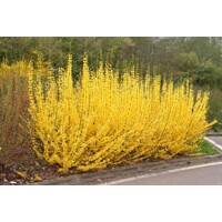 Forsythia Mikador, zlatovka prostredná, zlatý dážď kompaktný, nízke kvitnúce kríky, jarné kvety žlté