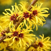 Hamamel mäkký ´Pallida´ – Najvoňavejší žltý zimný ker