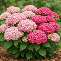 Hortenzia Candybelle® ´Sorbet´ – Tmavoružová kráska s pevnými stonkami