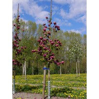 Magnólia ´Genie´ – Tmavopurpurová kráska do každej záhrady