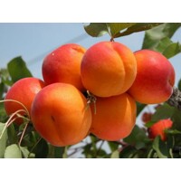 Marhuľa ´Bergeron´ – Najobľúbenejšia neskorá samoopelivá marhuľa