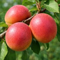 Marhuľa ´Big Red´ – Extra veľké červené plody