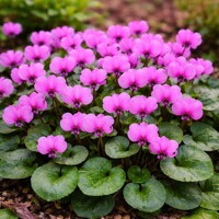 Cyklámen krúžkolistý ružový – Mrazuvzdorný zimný klenot