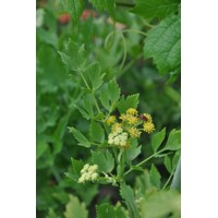 Ligúrček lekársky (Levistichum officinale) – Predaj