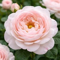 Popínavá ruža ´The Generous Gardener´ – Nežná ružová anglická ruža