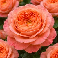 Ruža ´René Goscinny´ – Oranžový čajohybrid s vôňou marhúľ