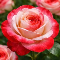 Ruža ´Nostalgie´ (Tantau) – Unikátna dvojfarebná čajohybridná ruža