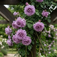 Popínavá ruža Indigoletta – Unikátna fialová krása a silná vôňa