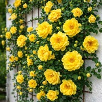 Popínavá ruža Goldfassade – Zlatistá elegancia a silná vôňa