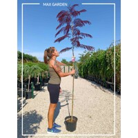 Albízia hodvábny strom ´Summer Chocolate´ na kmeni – Predaj a pestovanie