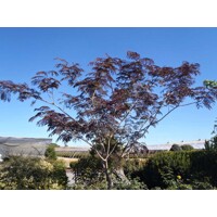 Albízia hodvábny strom ´Summer Chocolate´ na kmeni – Predaj a pestovanie