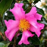 Kamélia sasanqua ´Cleopatra´ – Voňavá jesenná radosť s ružovými kvetmi