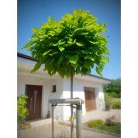 Katalpa trubačovitá ´Nana´ na kmeni 200/220 cm – Guľovitá koruna