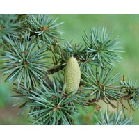 Céder atlantský 'Glauca' – Majestátny strieborno-modrý ihličnan