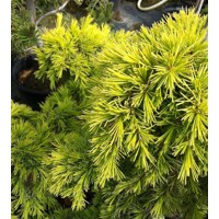 Céder himalájsky 'Aurea' – Žiarivý zlatožltý ihličnan do záhrady