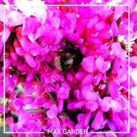 Judášovec čínsky ´Avondale´ – Najbohatšie kvitnúci judášovec