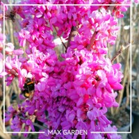 Judášovec čínsky ´Avondale´ – Najbohatšie kvitnúci judášovec