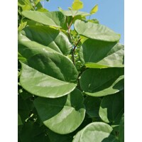 Judášovec čínsky ´Avondale´ na kmeni – Najbohatšie kvitnúci strom