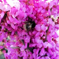 Judášovec čínsky ´Avondale´ na kmeni – Najbohatšie kvitnúci strom