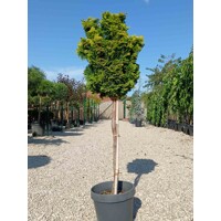 Cypruštek tupolistý ´Nana Gracilis´ na kmeni – Japonská elegancia