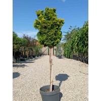 Cypruštek tupolistý ´Nana Gracilis´ na kmeni – Japonská elegancia