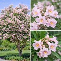 Chitalpa taškentská na kmeni – Exotický kvitnúci strom