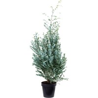 Eukalyptus gunnii ´Azura´ – Najmrazuvzdornejší modrý eukalyptus