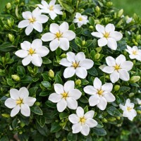 Gardénia jazmínovitá ´Kleim's Hardy´ – Mrazuvzdorná a voňavá