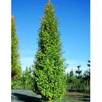 Ginko dvojlaločné ´Fastigiata Blagon´ – Štíhly stĺpovitý strom