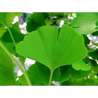 Ginko dvojlaločné ´Fastigiata Blagon´ – Štíhly stĺpovitý strom