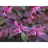 Loropetalum ´Black Pearl´ – Dramatický čierny ker s ružovými kvetmi